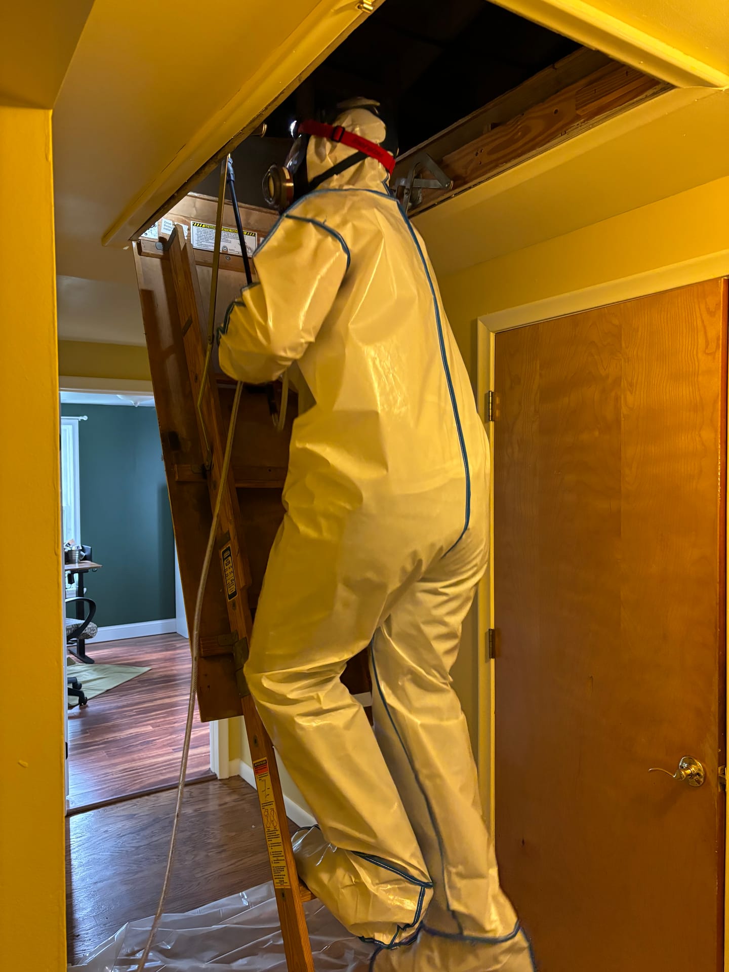 Remediation in Progress — mold remediation work