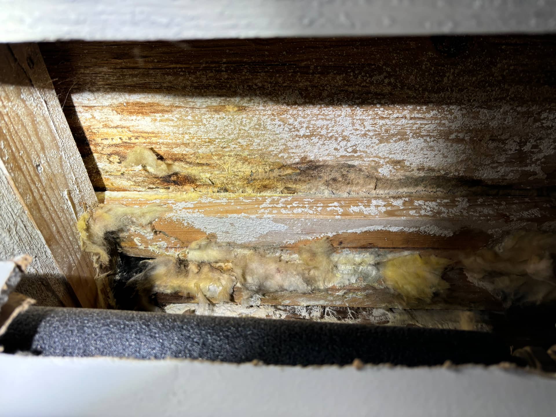 Attics & Roofs — mold remediation work
