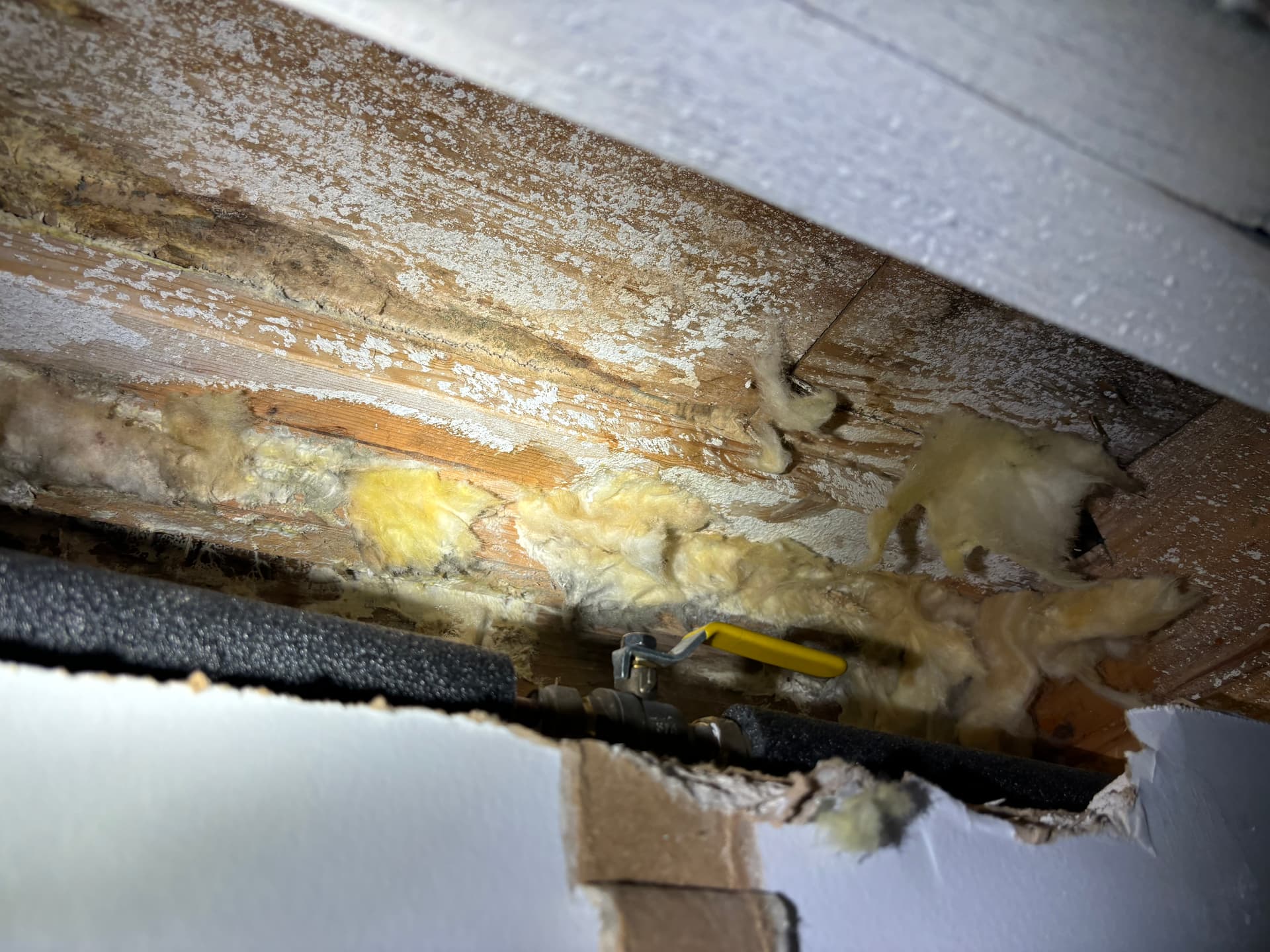 Attics & Roofs — mold remediation work