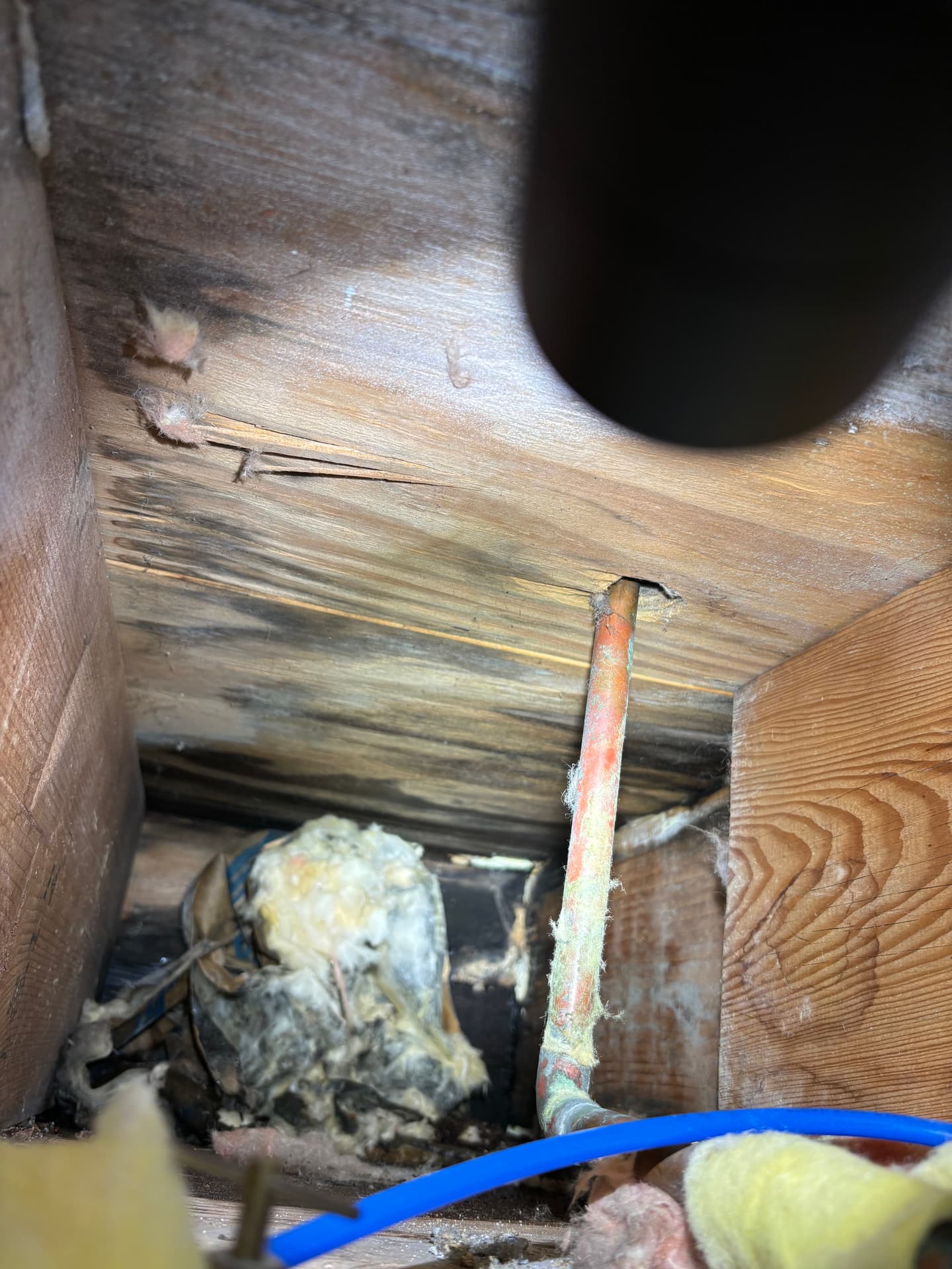Crawlspaces & Subfloors — mold remediation work